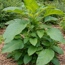 Callaloo Amaranth Seeds online shopping