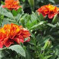 Strawberry Blonde Marigold Seeds online shopping