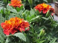 Strawberry Blonde Marigold Seeds online shopping