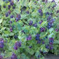 Honeywort Cerinthe Seeds online shopping