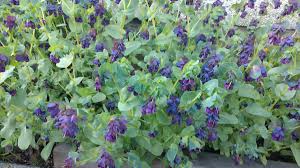 Honeywort Cerinthe Seeds online shopping