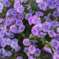 Blueberry Swirl Phlox Seeds online shopping