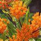 Butterfly Bush Milkweed Seeds online shopping