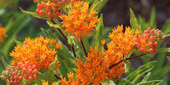 Butterfly Bush Milkweed Seeds online shopping
