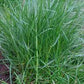 Sheep Fescue Grass Seeds online shopping