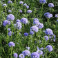 Globe Gilia Seeds online shopping