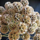 Paper Moon Scabiosa Seeds online shopping