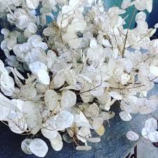 Honesty Lunaria Seeds online shopping