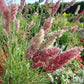 Ruby Grass Seeds online shopping