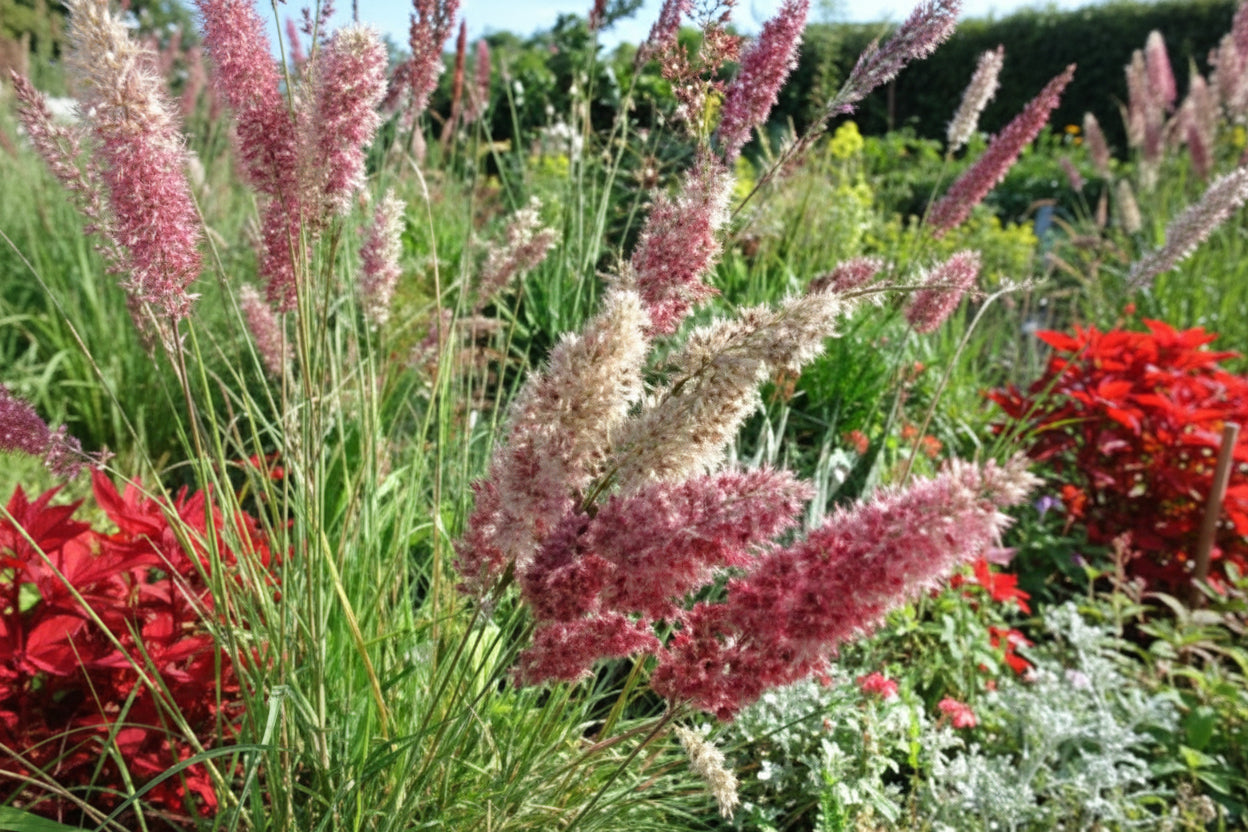 Ruby Grass Seeds online shopping