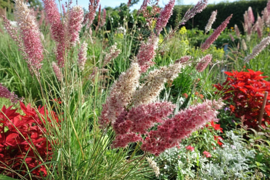 Ruby Grass Seeds online shopping