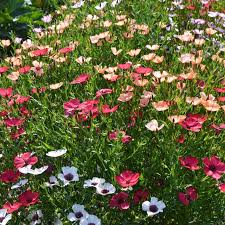 Linum Charmer Mix Flax Seeds online shopping