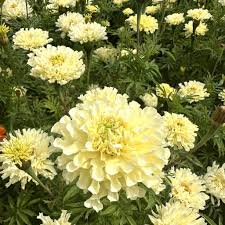 Sugar and Spice Marigold Seeds online shopping