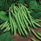 Blue Lake Pole Bean Seeds online shopping