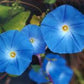 Heavenly Blue Morning Glory Seeds online shopping