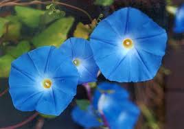 Heavenly Blue Morning Glory Seeds online shopping