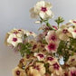 Cherry Caramel Phlox Seeds online shopping