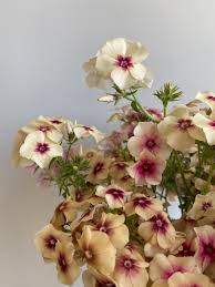 Cherry Caramel Phlox Seeds online shopping