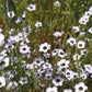 Bird's Eyes Gilia Seeds online shopping
