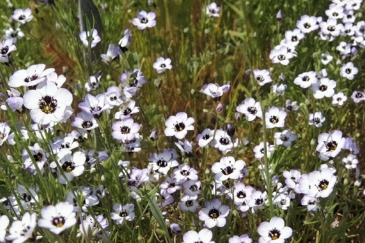 Bird's Eyes Gilia Seeds online shopping