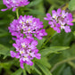 Candytuft Iberis Seeds online shopping