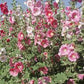 Indian Spring Hollyhocks Seeds online shopping