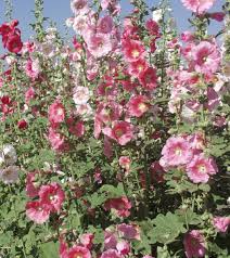Indian Spring Hollyhocks Seeds online shopping