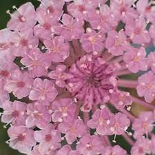 Lace Pink Didiscus Seeds online shopping