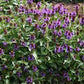 Self-Heal Prunella Seeds online shopping