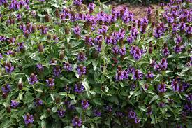 Self-Heal Prunella Seeds online shopping