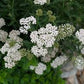 Western Yarrow Seeds online shopping