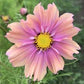 Apricott Cosmos Seeds online shopping