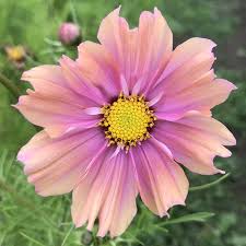 Apricott Cosmos Seeds online shopping
