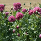Purple Peony Poppy Seeds online shopping