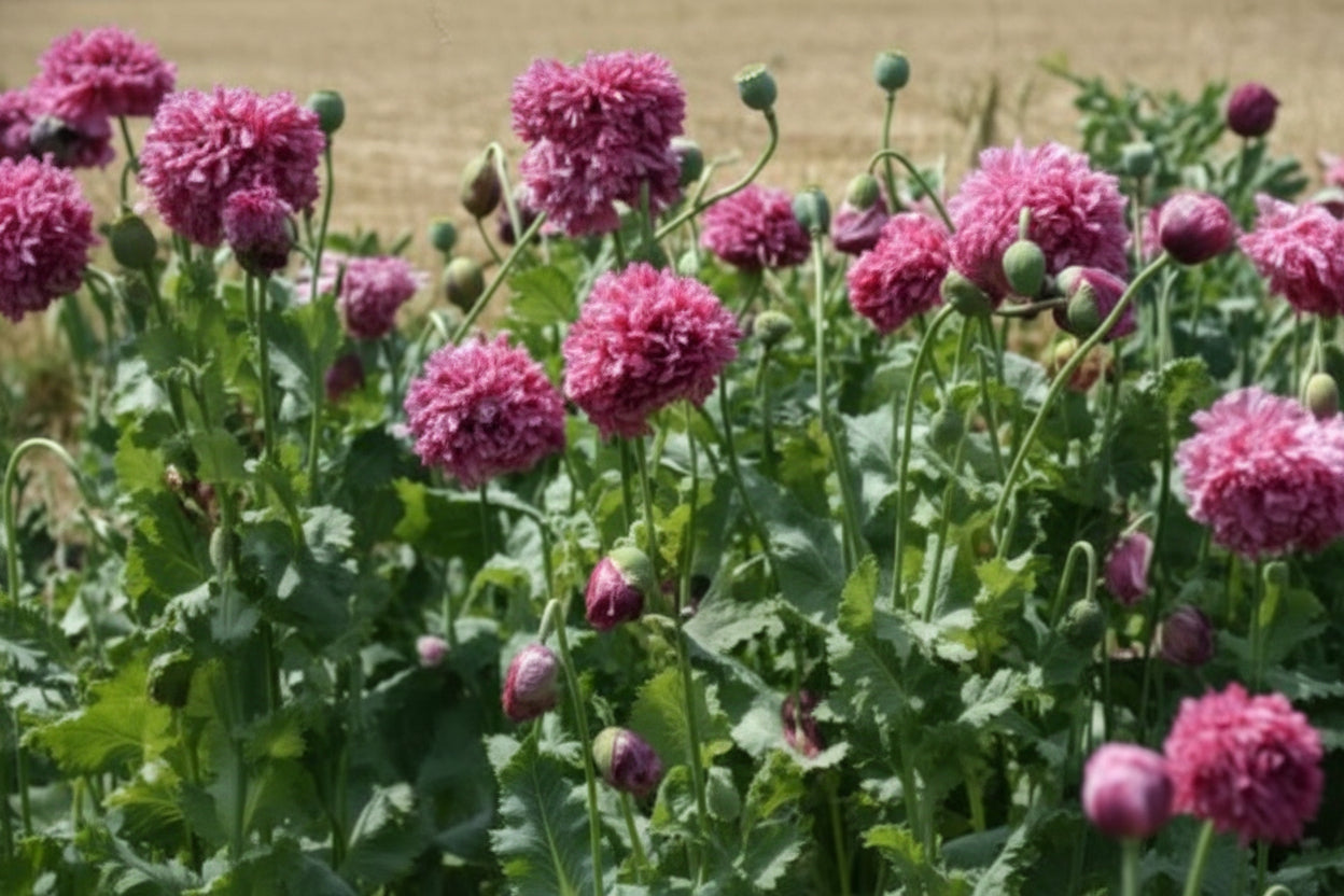 Purple Peony Poppy Seeds online shopping