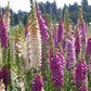 Foxglove Digitalis Seeds online shopping