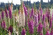 Foxglove Digitalis Seeds online shopping