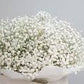 Baby's Breath Gypsophila Seeds online shopping