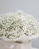 Baby's Breath Gypsophila Seeds online shopping
