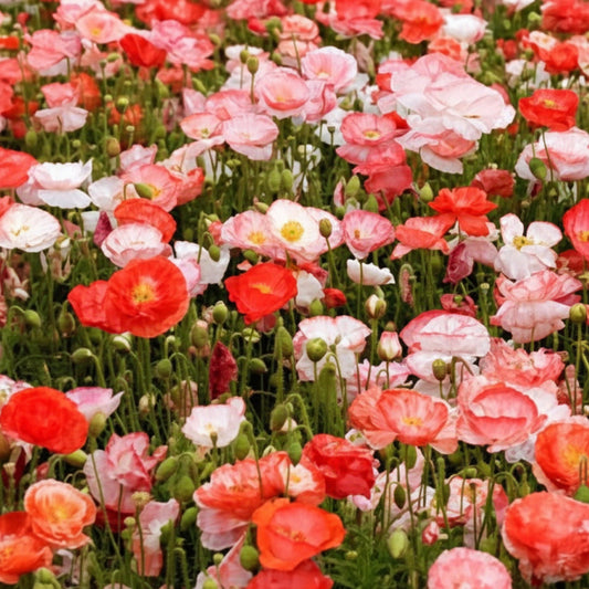 Mother of Pearl Poppy Seeds online shopping
