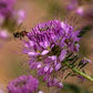 Rocky Mountain Bee Cleome Seeds online shopping
