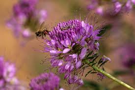 Rocky Mountain Bee Cleome Seeds online shopping