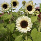 ProCut White Nite F1 Sunflower Seeds online shopping