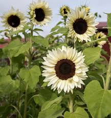ProCut White Nite F1 Sunflower Seeds online shopping