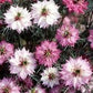 Purple Kisses Daucus (Ammi) Seeds online shopping