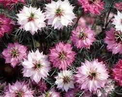Purple Kisses Daucus (Ammi) Seeds online shopping