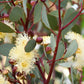 Heart Leaf Websteriana Eucalyptus Seeds online shopping