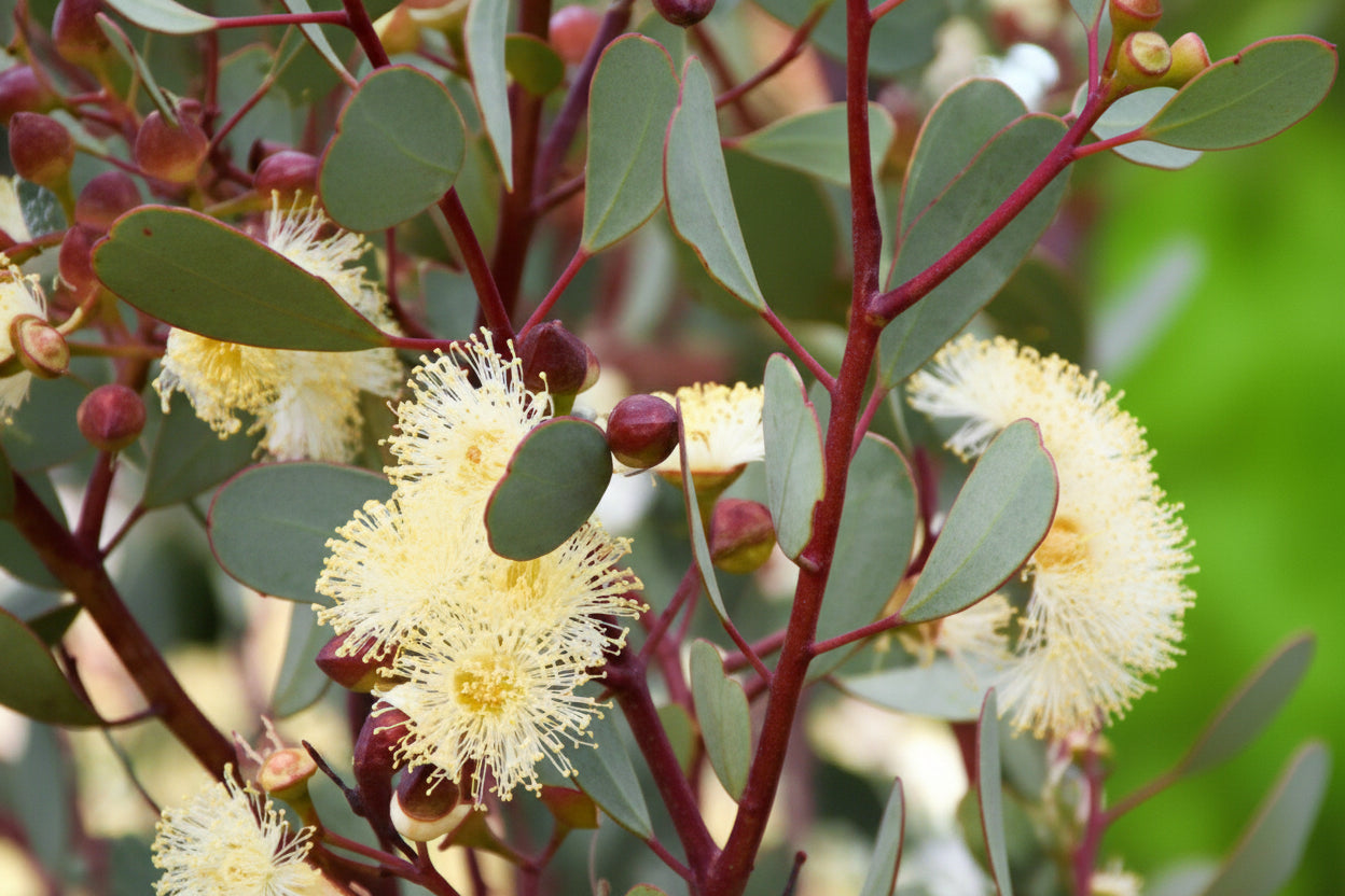 Heart Leaf Websteriana Eucalyptus Seeds online shopping