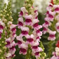Potomac Plumblossom F1 Snapdragon Seeds online shopping