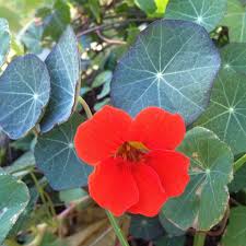 Empress of India Nasturtium Seeds online shopping